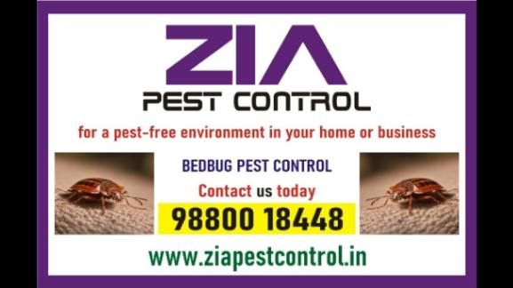 white-field-bed-bug-pest-control-service-effective-solutions-100-result-5040