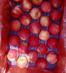 Apple Red Gala
